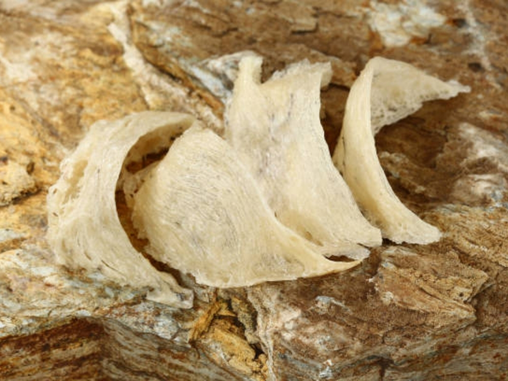 Loại yến sào